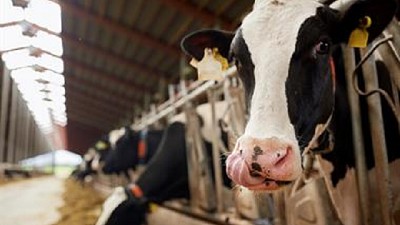 Se deterioró el poder de compra de la ganadería y la lechería