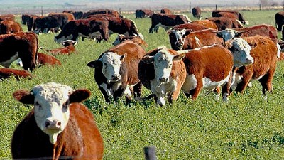 La Argentina lideró la suba regional del novillo, pero sigue siendo la más competitiva