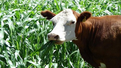 El sorgo de pastoreo precoz provee forraje verde de excelente calidad