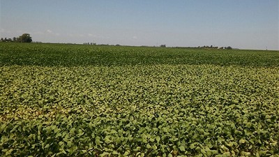 De Rojas a Ayacucho: cuánto pagaría el campo por Bienes Personales