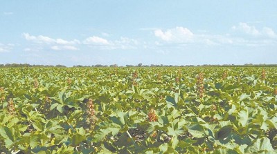 Ex ejecutivos de AGD producirán aceite de ricino en la Argentina