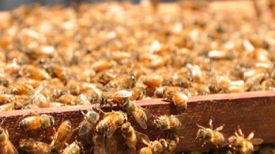 Miel periurbana: un producto de exportación al alcance del consumidor