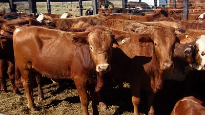 Argentina exportará bilis bovina a Nueva Zelanda