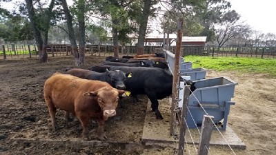 Un estudio posiciona la genética de los toros argentinos en el mundo