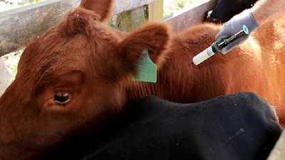 Nuevos entes sanitarios ejecutarán la vacunación antiaftosa en el centro-oeste formoseño