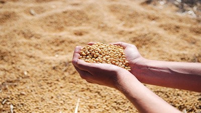 Pérdida de alimentos en las cadenas de cereales y oleaginosas