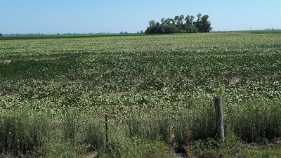 El campo jugó fuerte y logró sortear una mayor carga tributaria