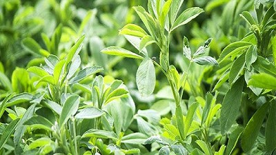 Alfalfa: obtienen dos nuevas variedades con gran potencial