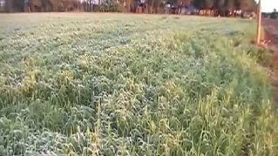 Radio: Relevamiento del estado de los cultivos después de heladas y piedra