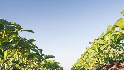 Alertan que algunas regiones agrícolas siguen con falta de humedad