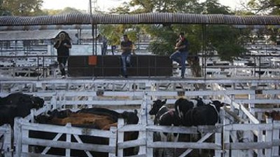 Se pagó $44 por novillos en el Mercado de Hacienda de Liniers