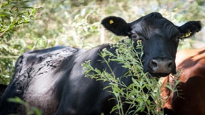 Sistemas silvopastoriles: más que silvicultura y ganadería