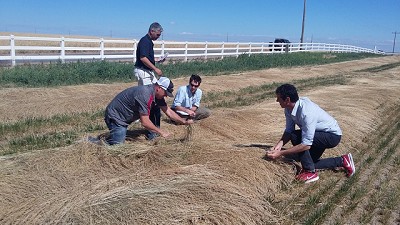 Argentina en fuerte avance sobre la producción de semillas forrajeras