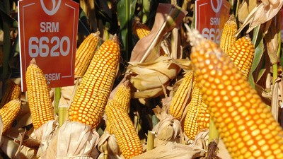 Maíz Tardío: la mirada puesta en el manejo