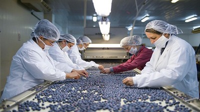 China confirma la apertura del mercado de arándanos frescos