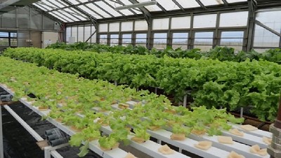 Con hidroponia, las hortalizas prosperan en climas fríos