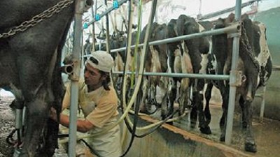 Según un informe, en septiembre la pérdida del tambo fue de $2,23 por litro