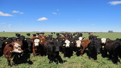 Invernada: esperan mejores precios hacia fin de año