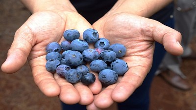 Agricultores familiares de Misiones diversifican su producción de arándanos
