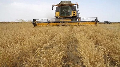 Un garbanzo que se enfrenta a las retenciones y a la caída del precio