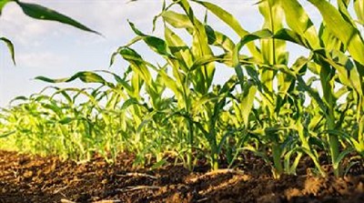 Nuevas técnicas de producción para maíces tempranos