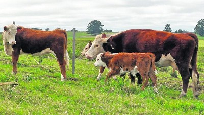 Ganaderos continúan con una fuerte apuesta a la cría