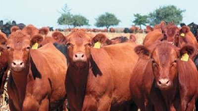 Carne bovina: luego de 45 años, oficializan un nuevo sistema de clasificación y tipificación