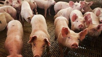 Según un informe, se recuperan los márgenes del negocio porcino