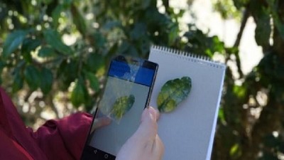 Aplican “deep learning” para detectar HLB en cítricos