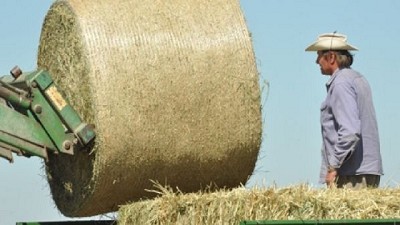 Heno de alfalfa: una gran oportunidad de negocio para la Argentina