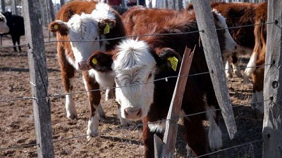 Se realizó la entrega de $5 millones a productores bovinos para fomento ganaderos