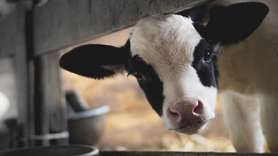 Llega a la Bolsa de Comercio de Rosario el Congreso de Innovación Láctea