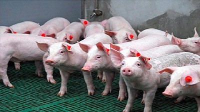 China busca contener la peste porcina africana tras reportar 50 casos