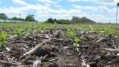 Nueva herramienta para conocer la dinámica de emergencia de malezas