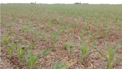 La siembra del maíz ya se encuentra cercana al 36% del área proyectada