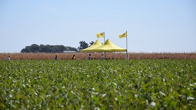 En Santa Fe, los sojeros buscan plasticidad en los ciclos más cortos