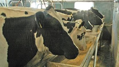 Con más exportaciones de lácteos se crearían 8100 nuevos empleos