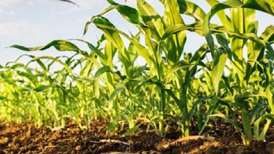 La suba de retenciones impactó sobre las decisiones de siembra en la zona núcleo