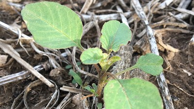 Cómo hacer frente a la expansión del Yuyo Colorado