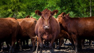 Declaración de nacimiento, muerte de animales y cambio de titularidad por autogestión