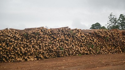 Agroindustria lanza un nuevo visualizador de extracciones forestales