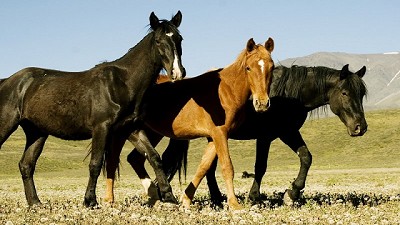 AIE: Cómo prevenir esta enfermedad para los equinos