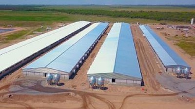 En Córdoba se encuentra una de las granjas de cerdos más grandes del país