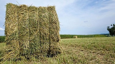 Elaboran protocolo para evaluar la calidad del heno de alfalfa