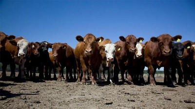 Novillo Mercosur: bajas generalizadas