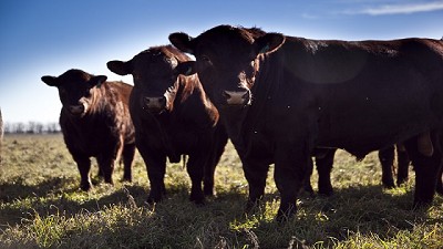La Argentina exportará semen bovino y bubalino congelado a Pakistán