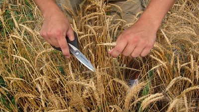 Ante los elevados stock globales, los productores se preguntan qué hacer con el trigo 