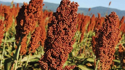 El sorgo aumenta su potencial y busca cautivar a los mercados 