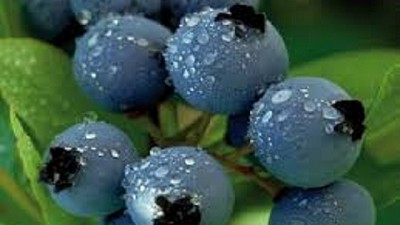 China abre sus puertas a los productores argentinos de arándanos