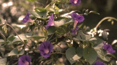 Evalúan el potencial medicinal de una maleza para tratar Parkinson